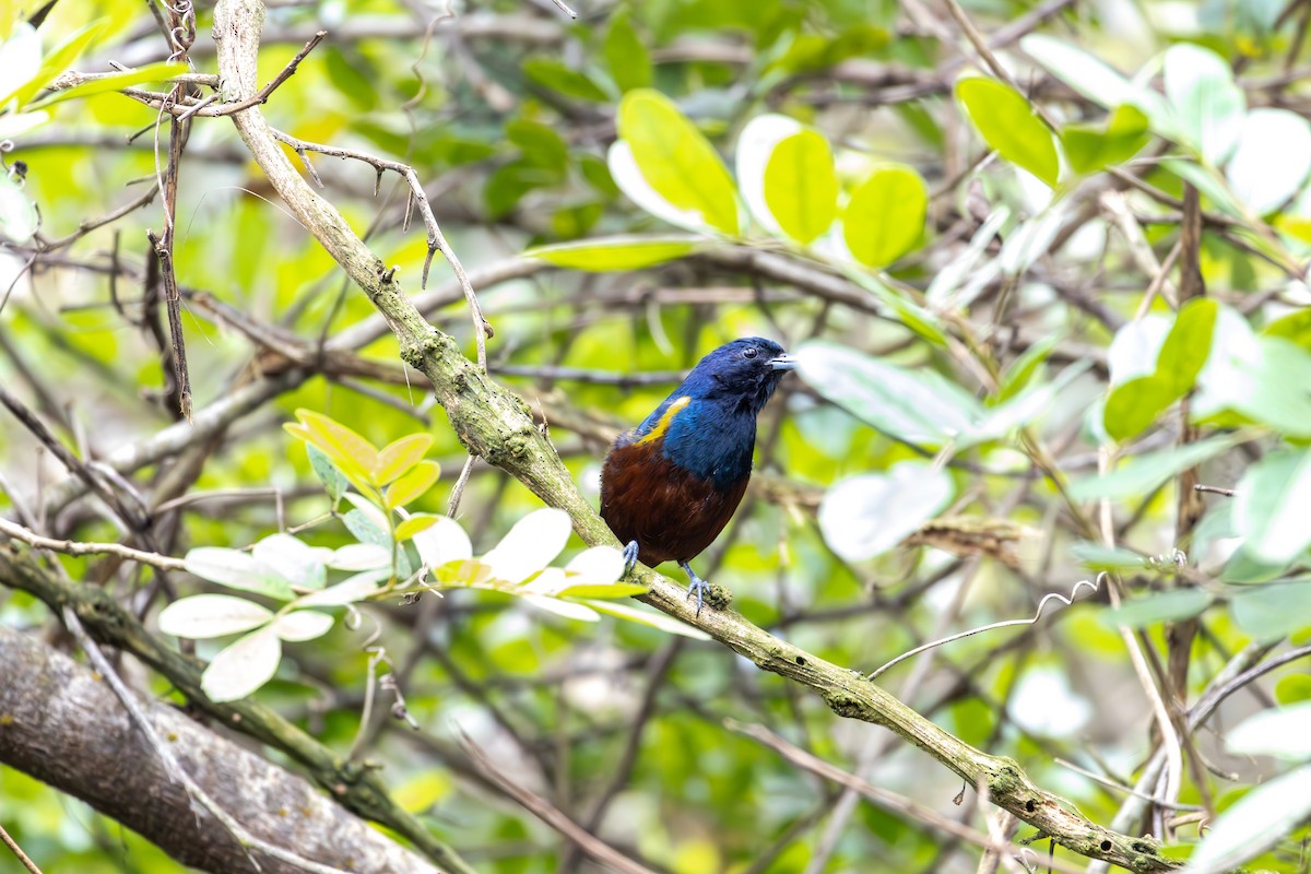 Chestnut-bellied Euphonia - ML624137355