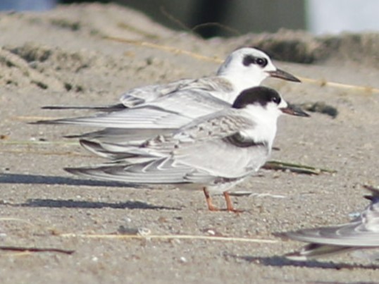 Forster's Tern - ML624137363