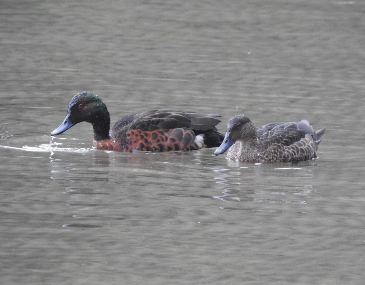 Chestnut Teal - ML624137364