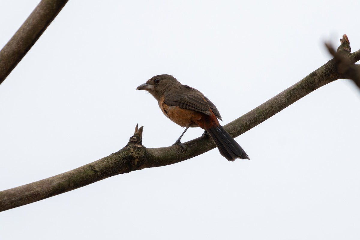 Brazilian Tanager - ML624137366