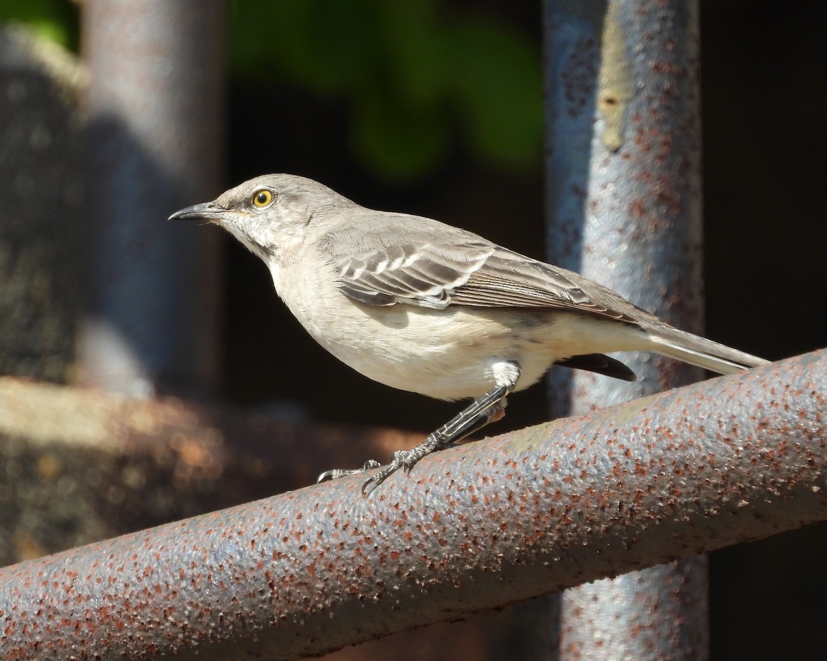 Northern Mockingbird - ML624137373