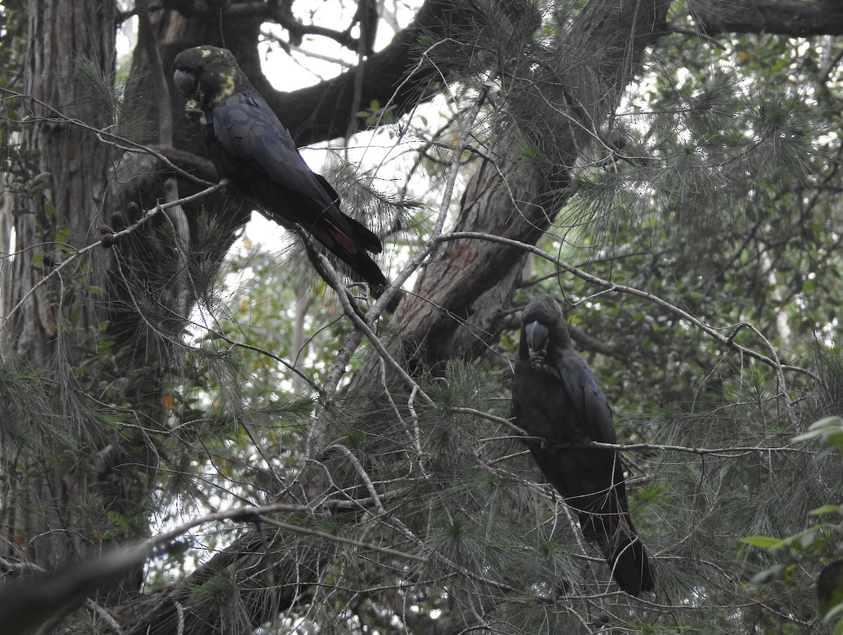 Glossy Black-Cockatoo - ML624137378