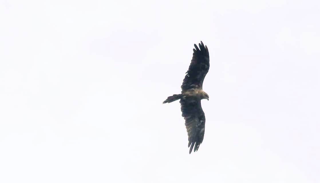 Black Kite - ML624137379