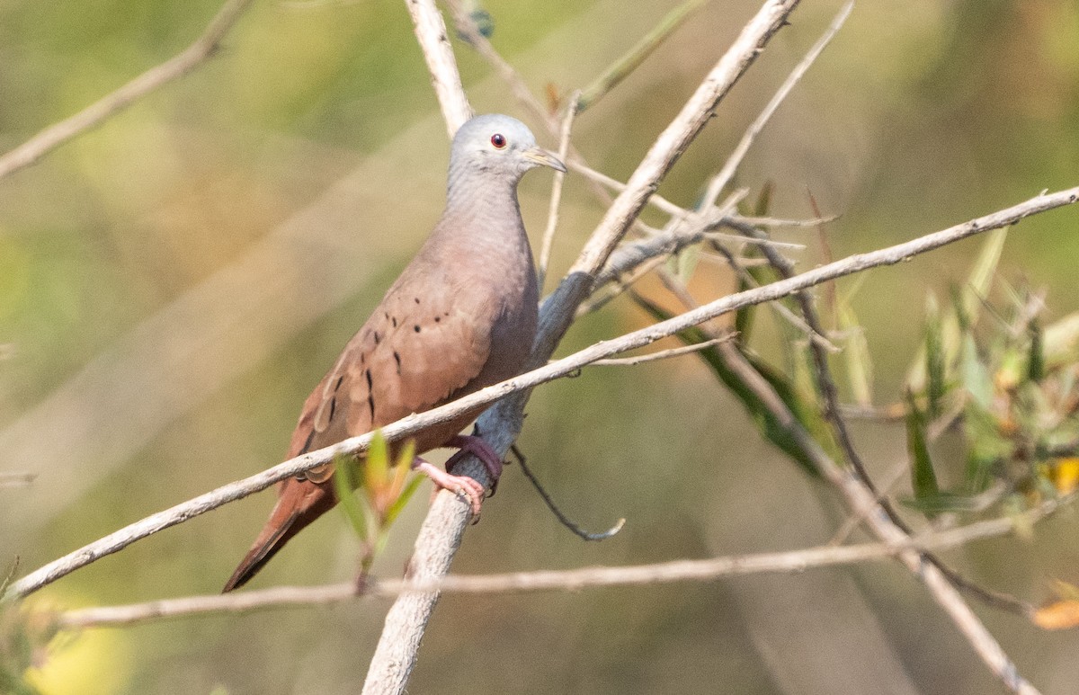 Ruddy Ground Dove - ML624137380