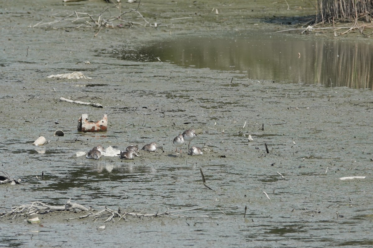 Gray-tailed Tattler - ML624137399