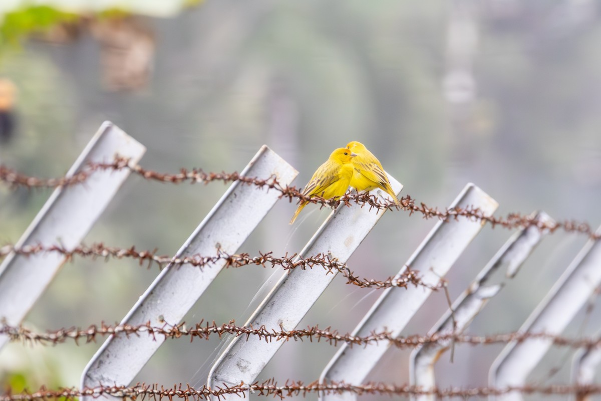 Saffron Finch - ML624137401