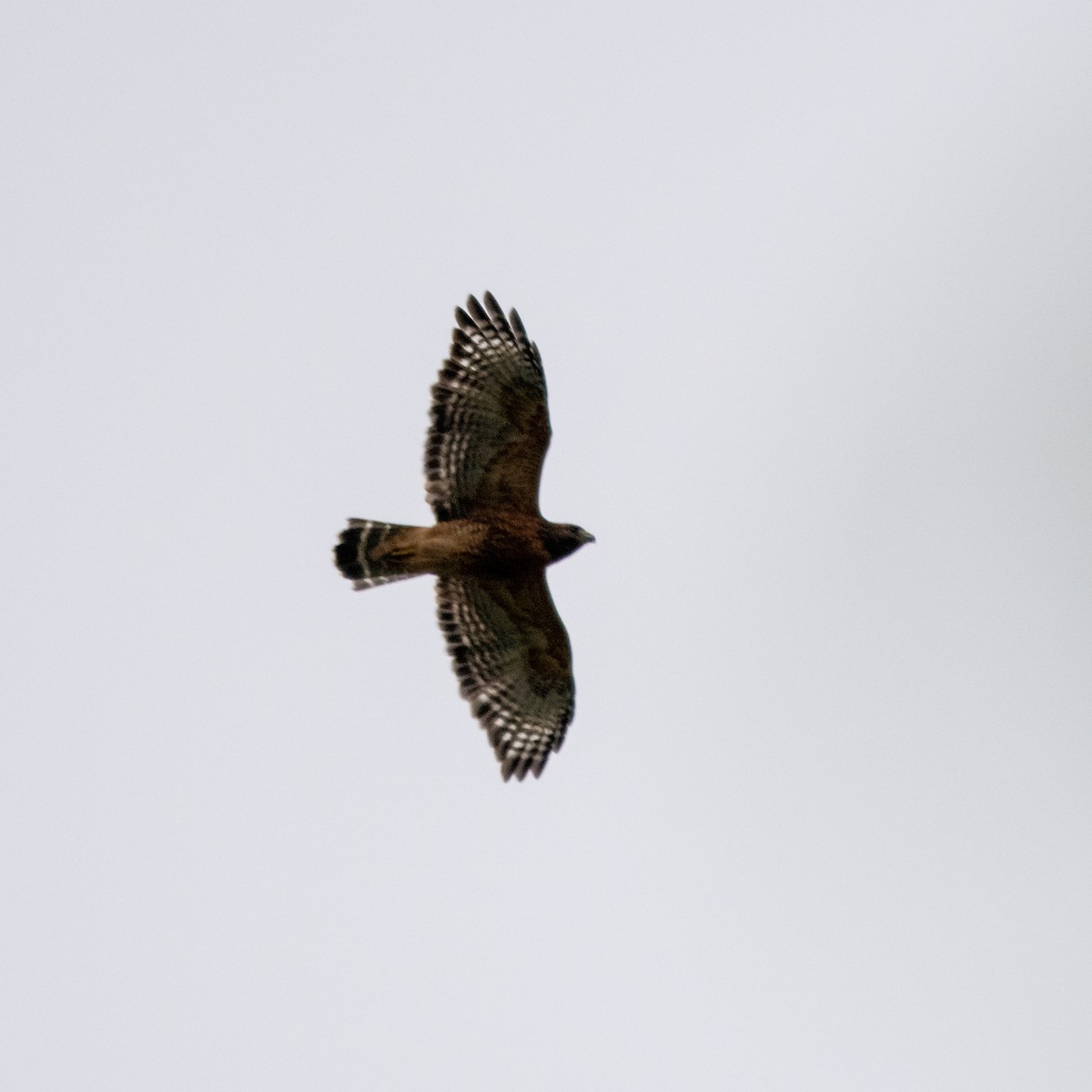 Red-shouldered Hawk - ML624137402