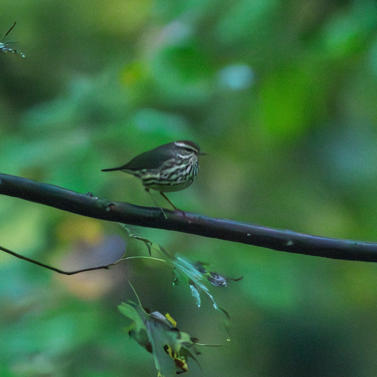 Northern Waterthrush - ML624137406