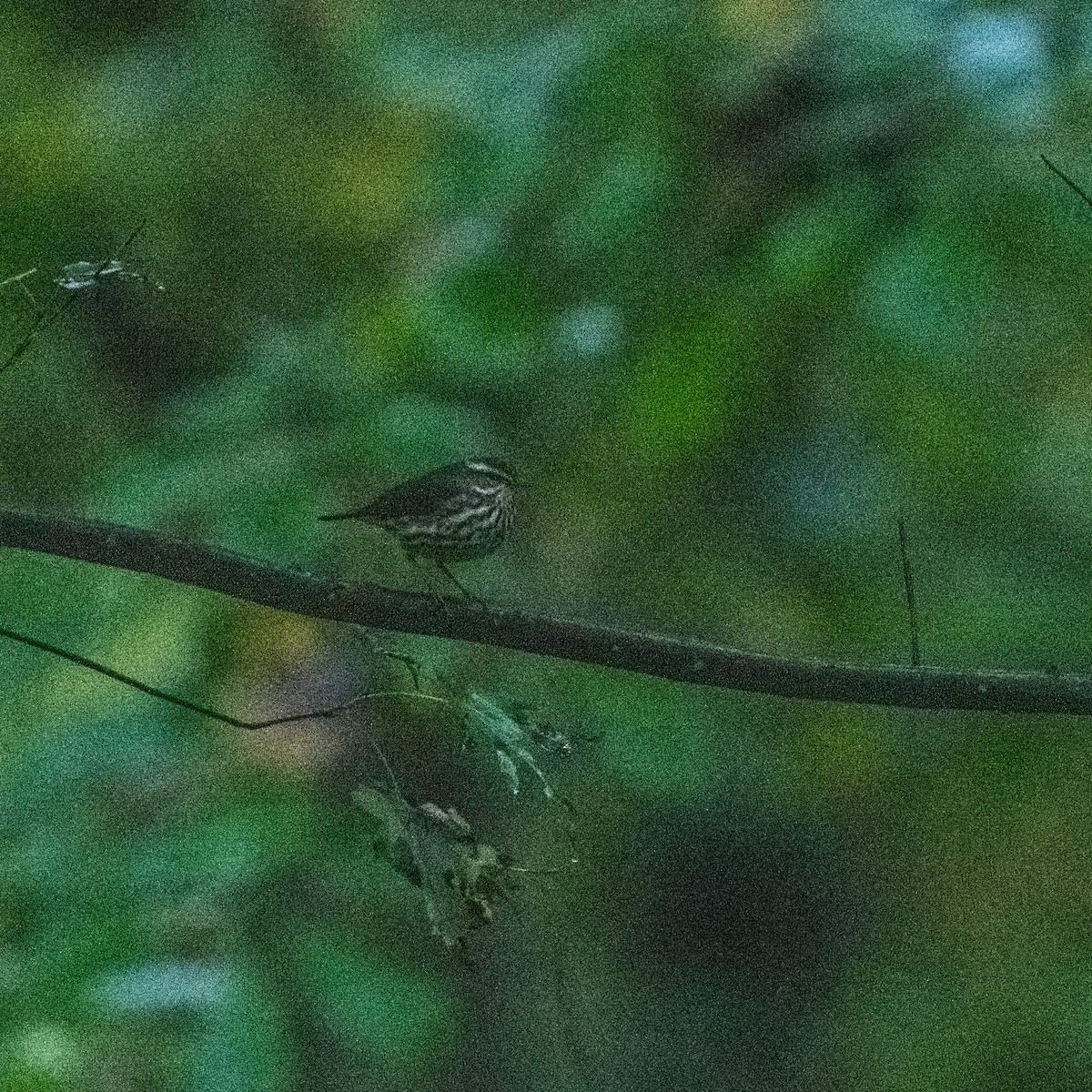 Northern Waterthrush - Kevin ODonnell