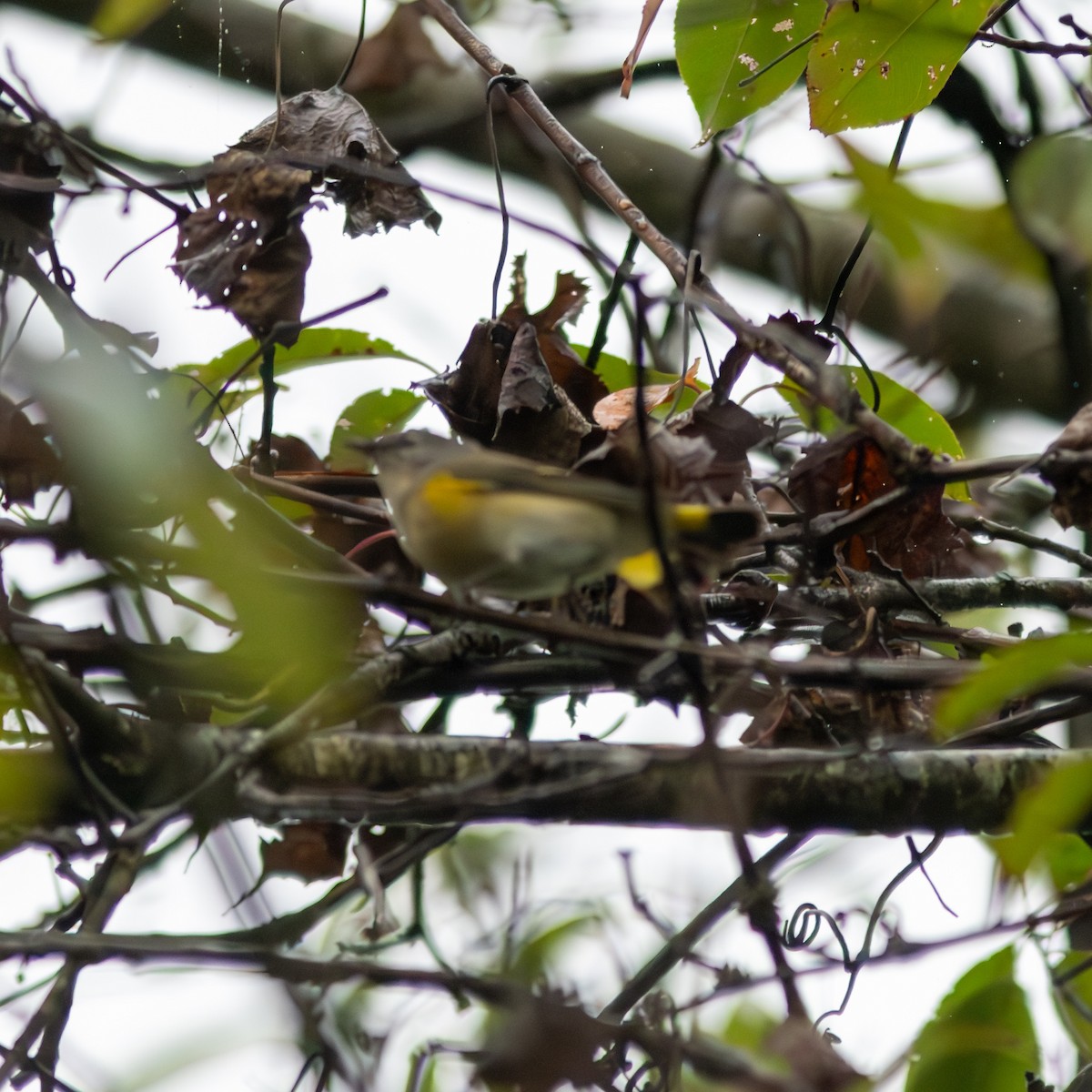 American Redstart - ML624137413