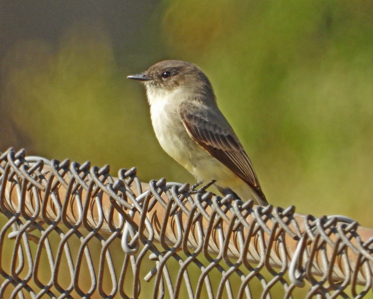 Eastern Phoebe - ML624137424