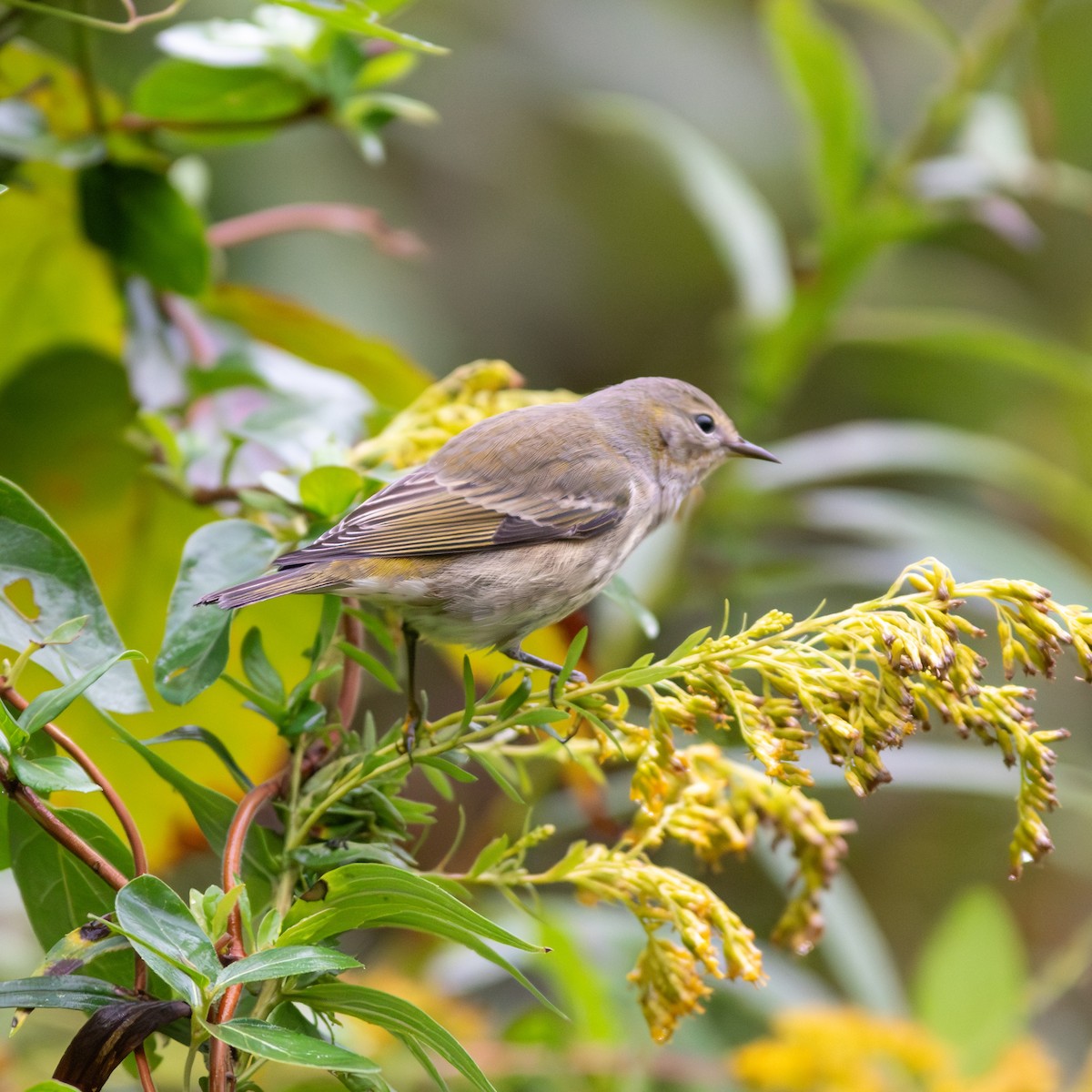 Cape May Warbler - ML624137432