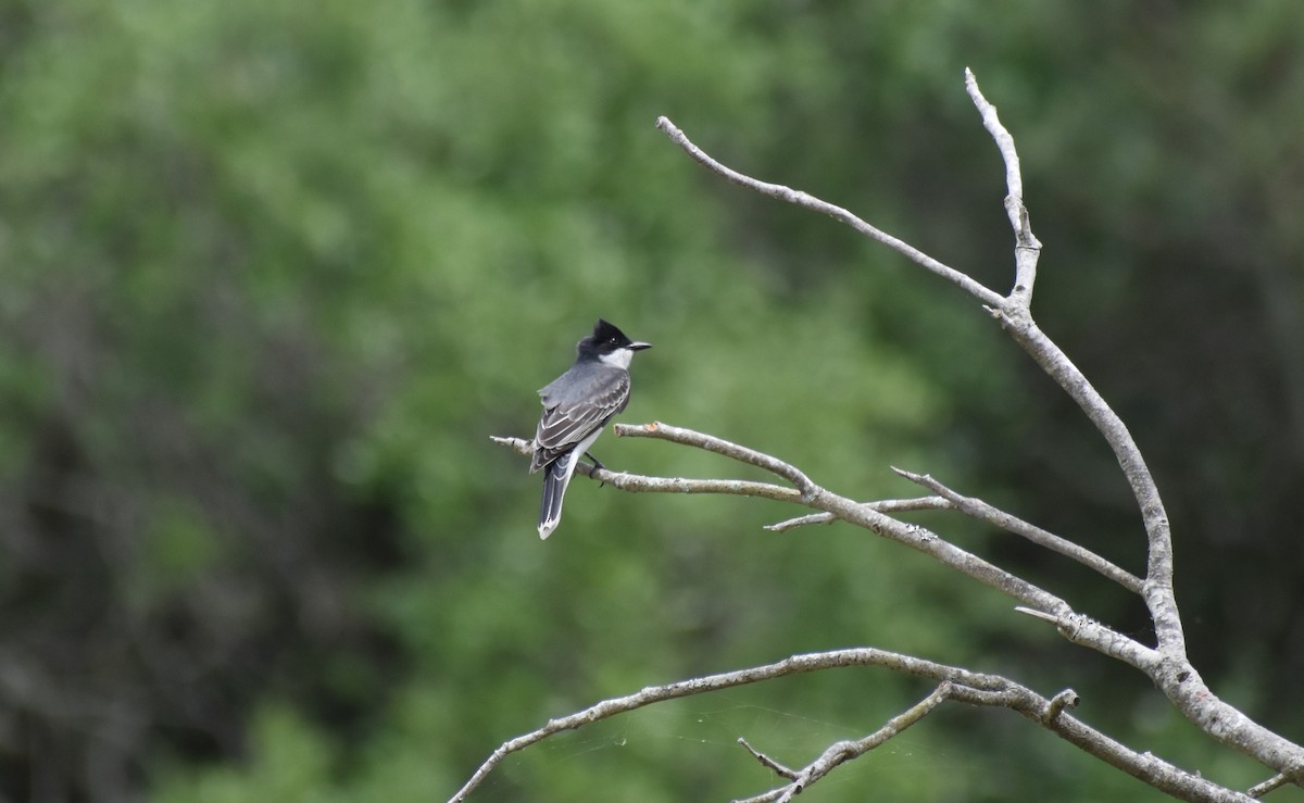 Eastern Kingbird - ML624137457