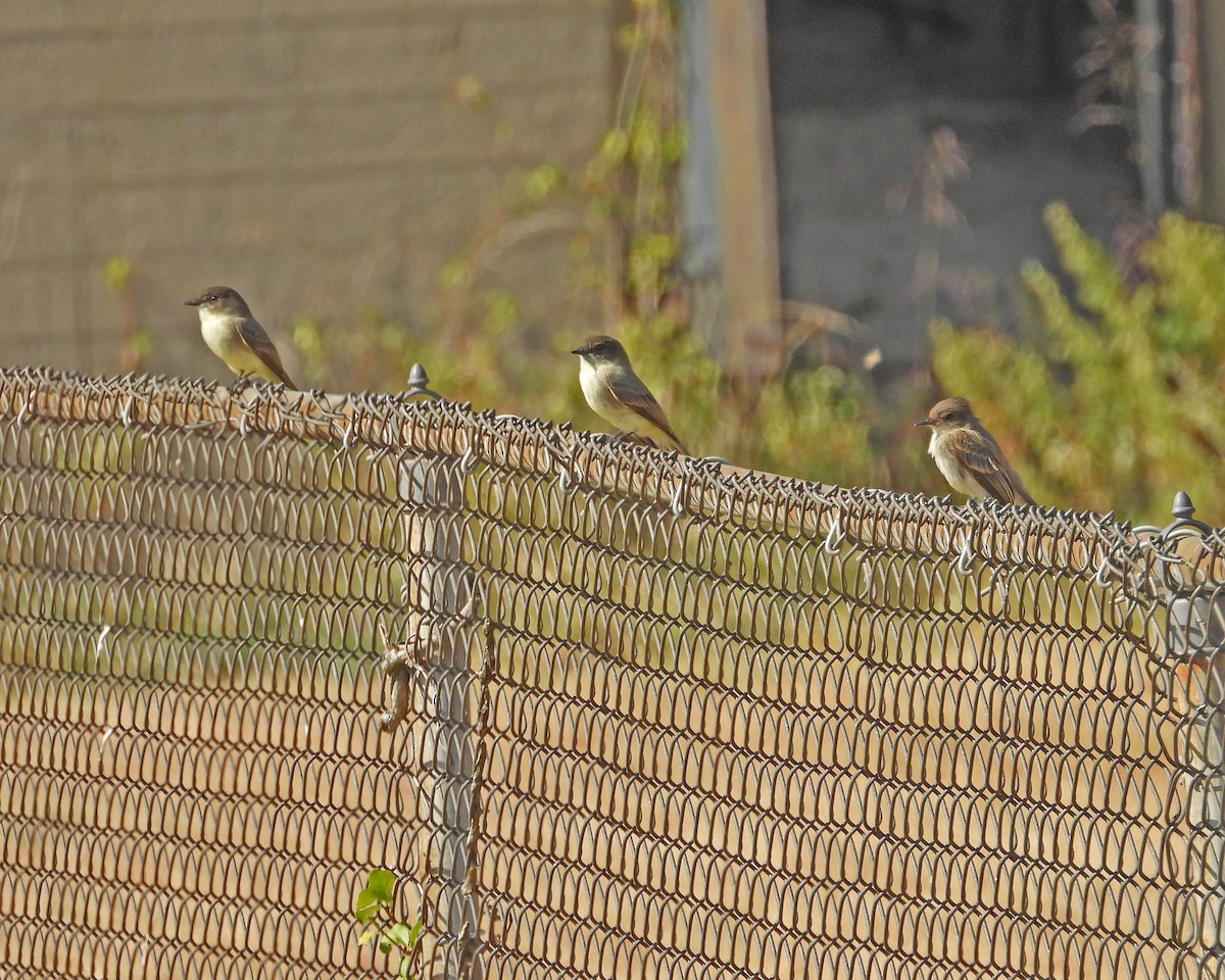 Eastern Phoebe - ML624137470