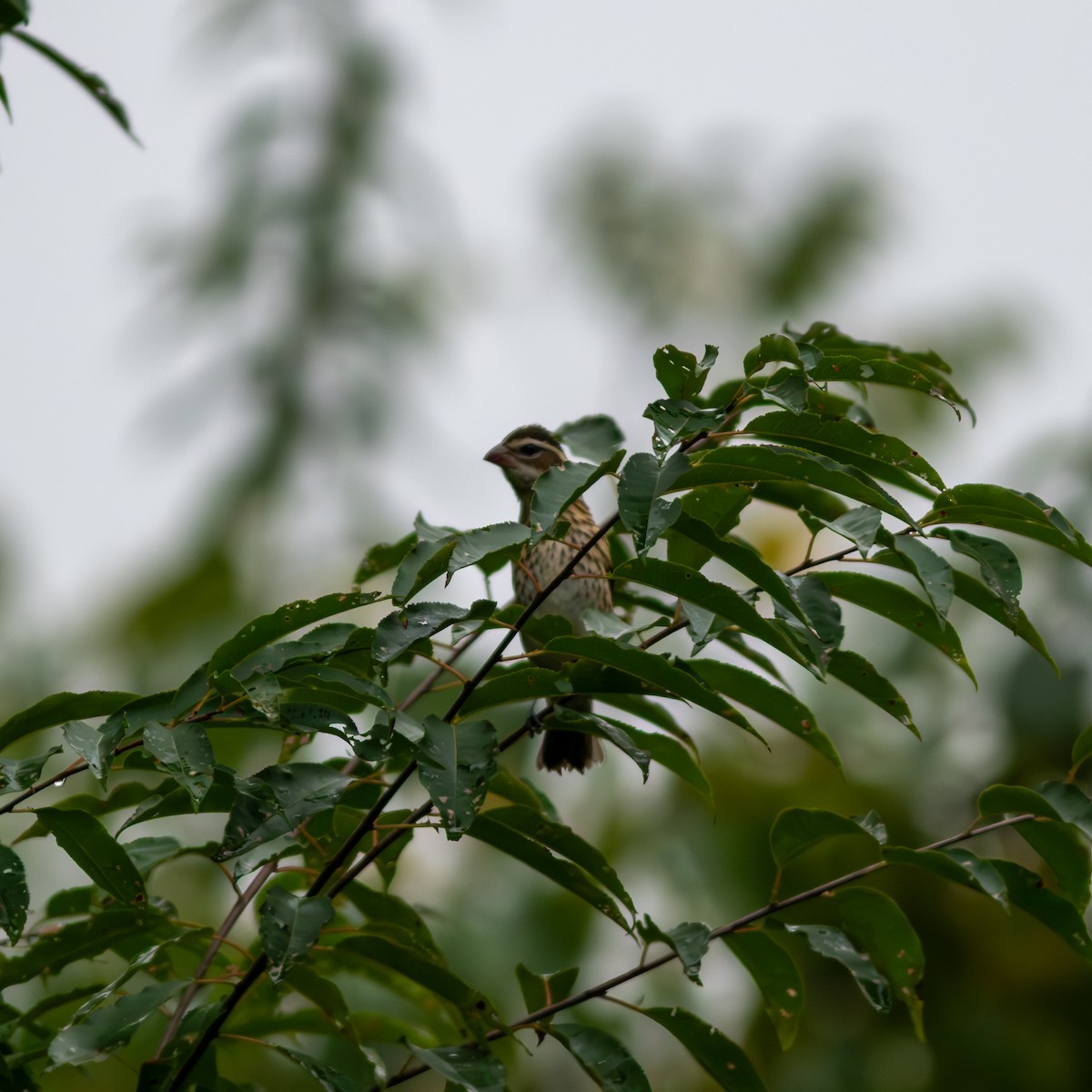 Rose-breasted Grosbeak - ML624137474