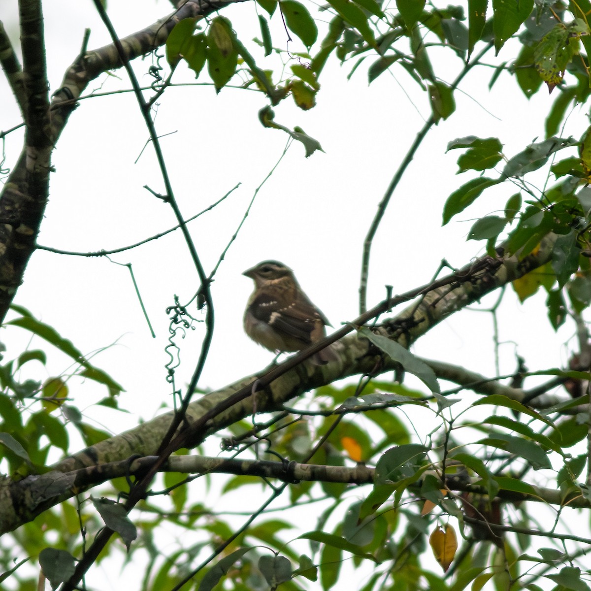 Rose-breasted Grosbeak - ML624137475