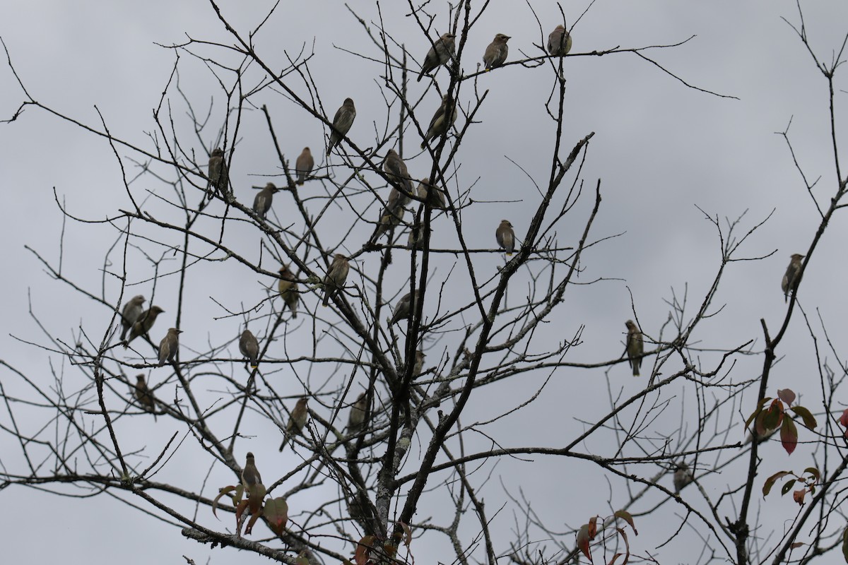 Cedar Waxwing - Linda Miller