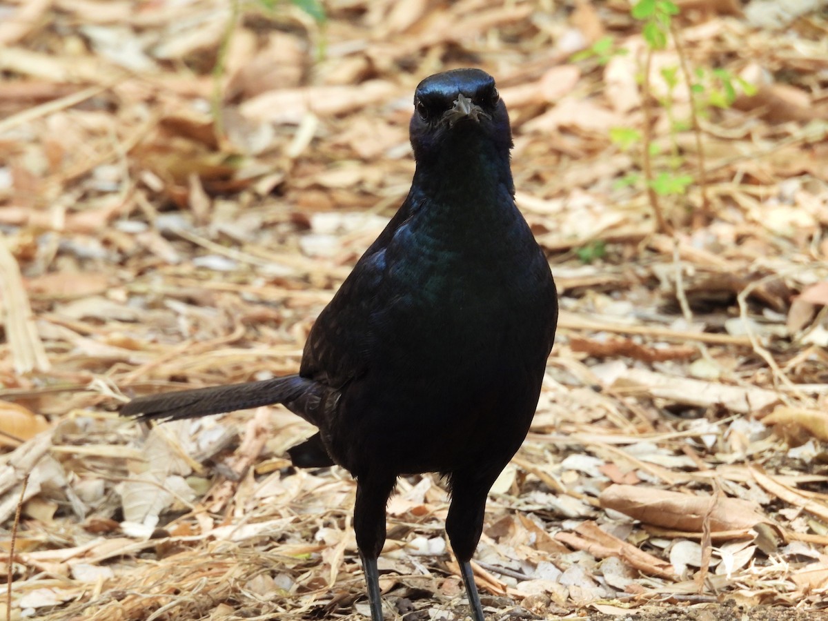 Burchell's Starling - ML624137491