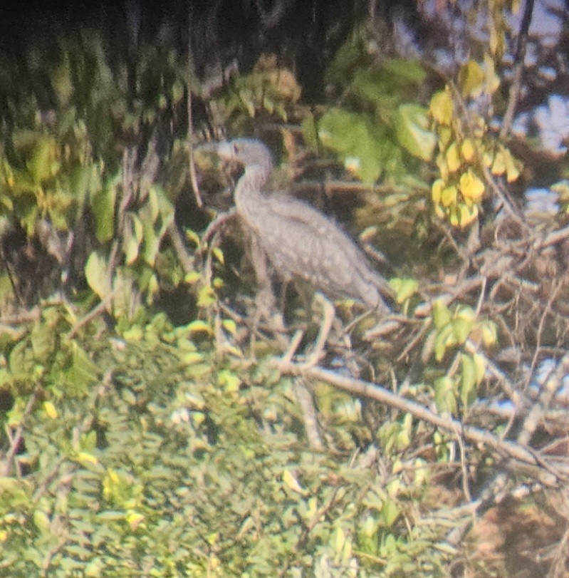 Yellow-crowned Night Heron - ML624137512