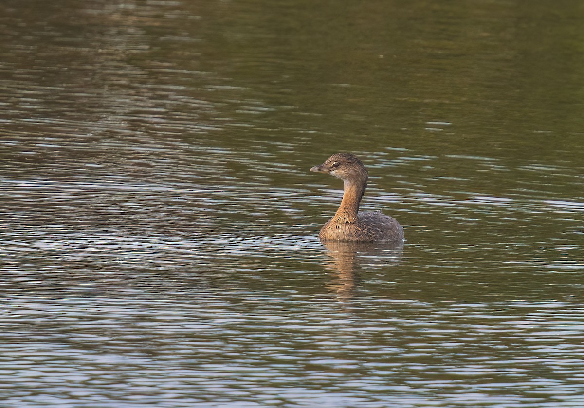 Pied-billed Grebe - ML624137515