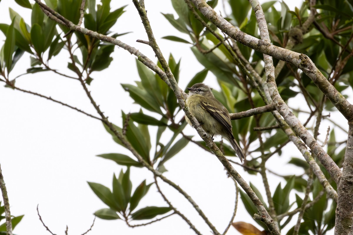 Planalto Tyrannulet - ML624137529