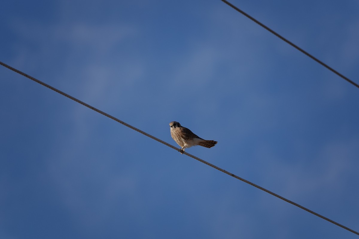 American Kestrel - ML624137531