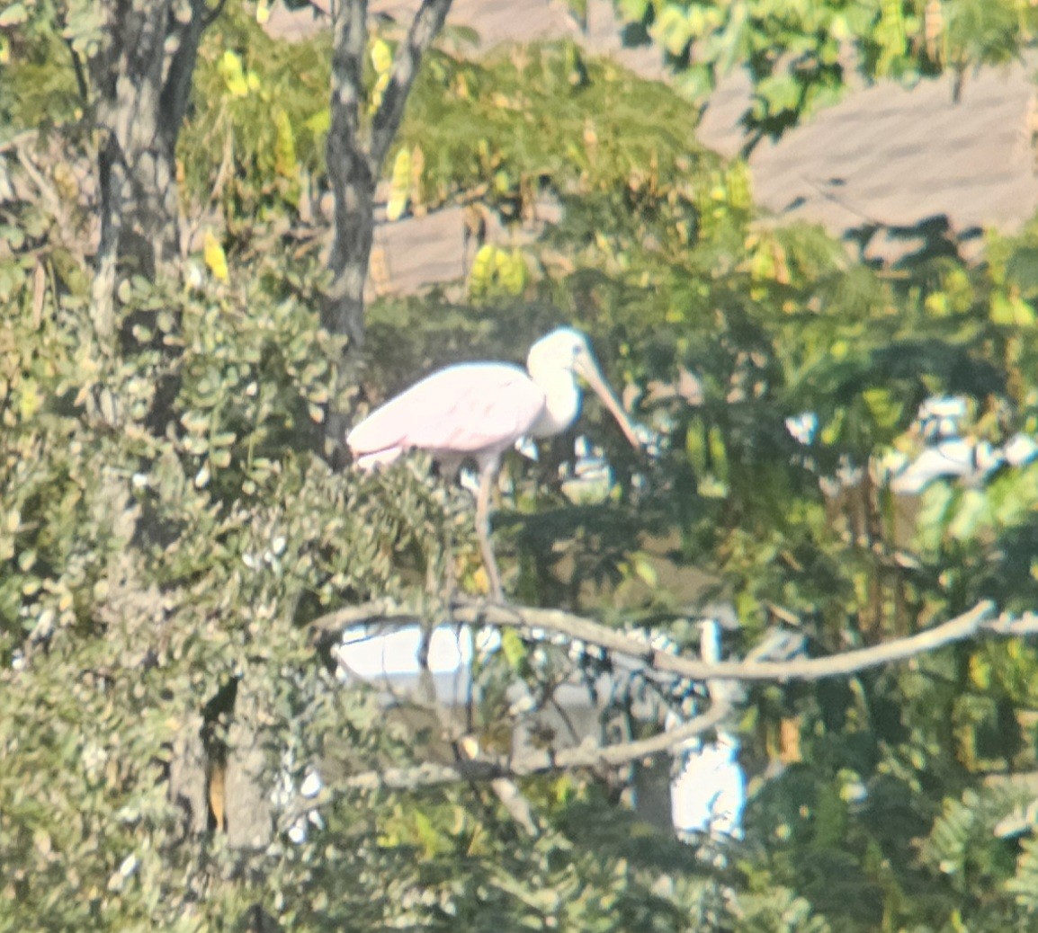 Roseate Spoonbill - ML624137533