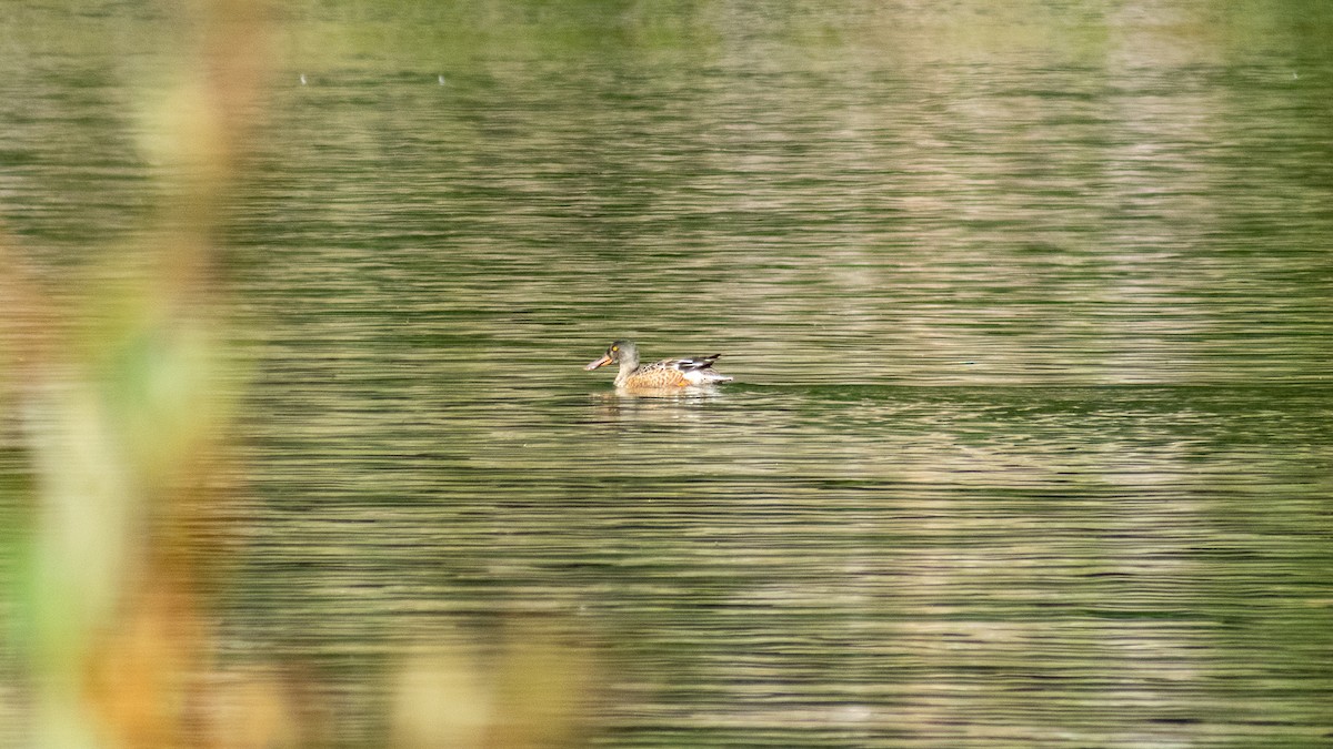 Northern Shoveler - ML624137546