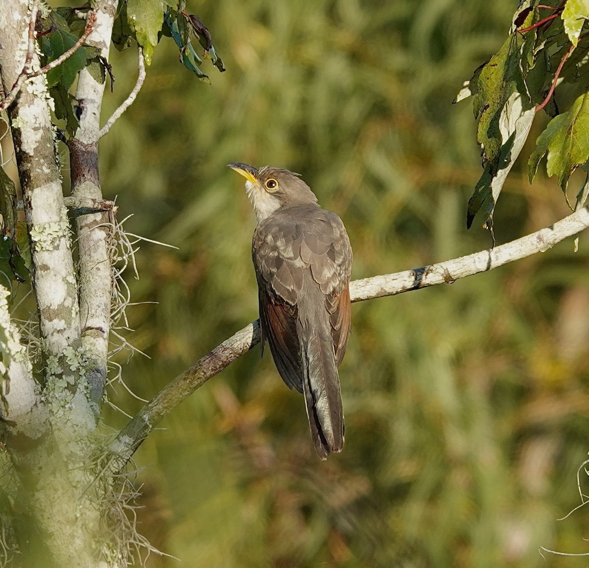 Cuclillo Piquigualdo - ML624137547