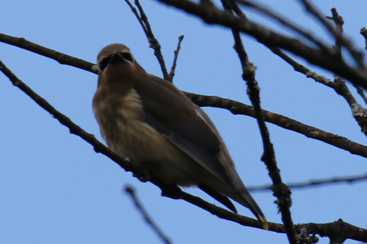 Cedar Waxwing - ML624137551