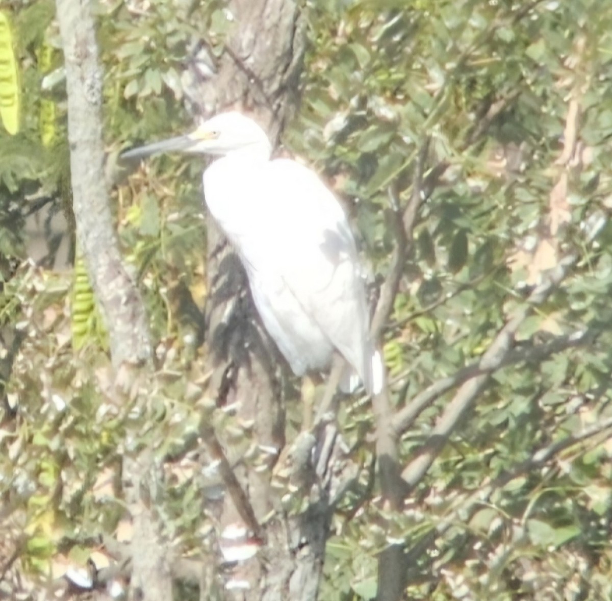 Snowy Egret - ML624137555