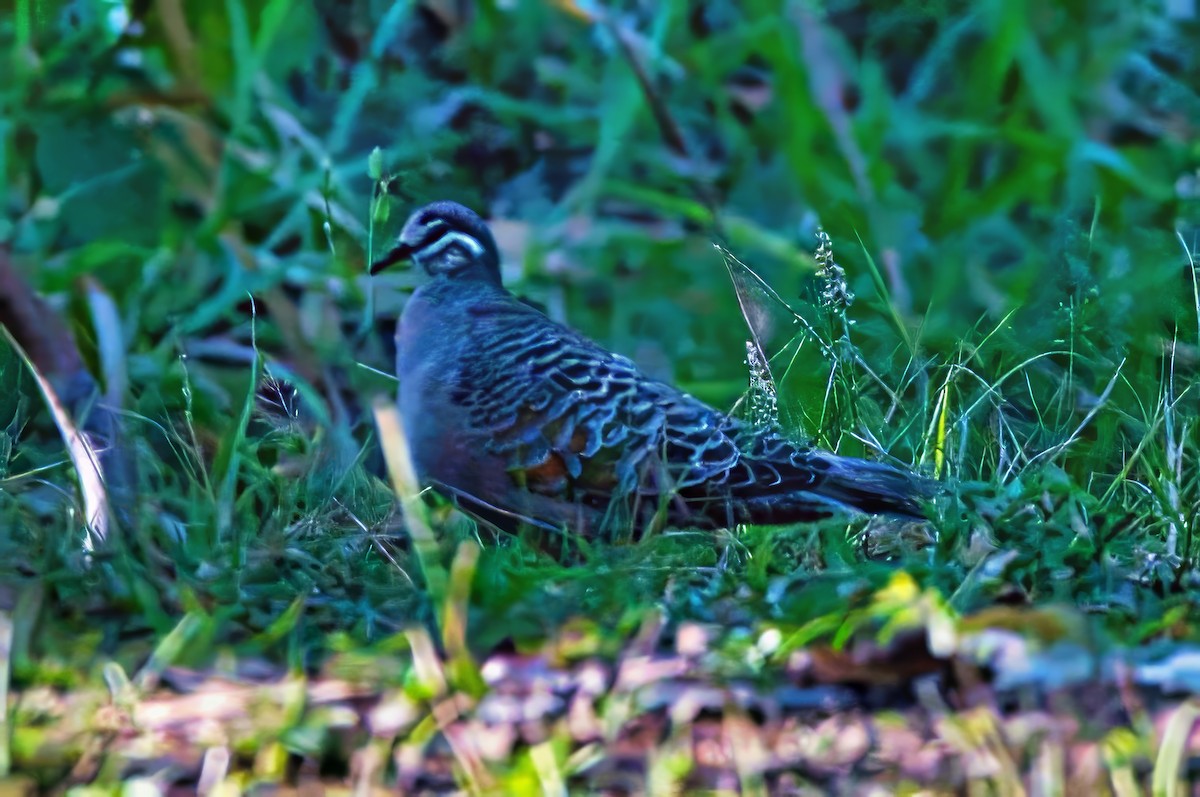 Common Bronzewing - ML624137561