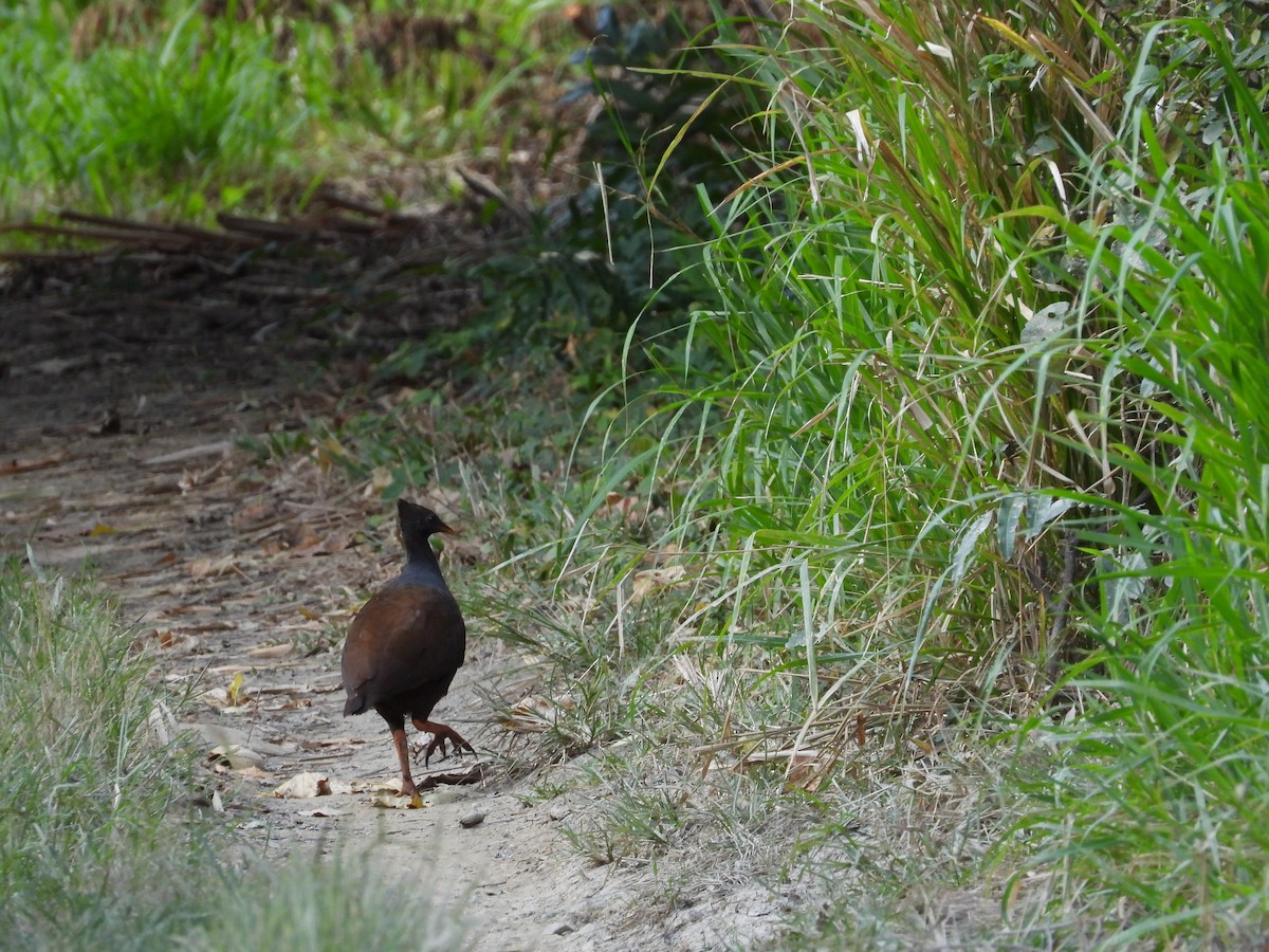 Orange-footed Megapode - ML624137570