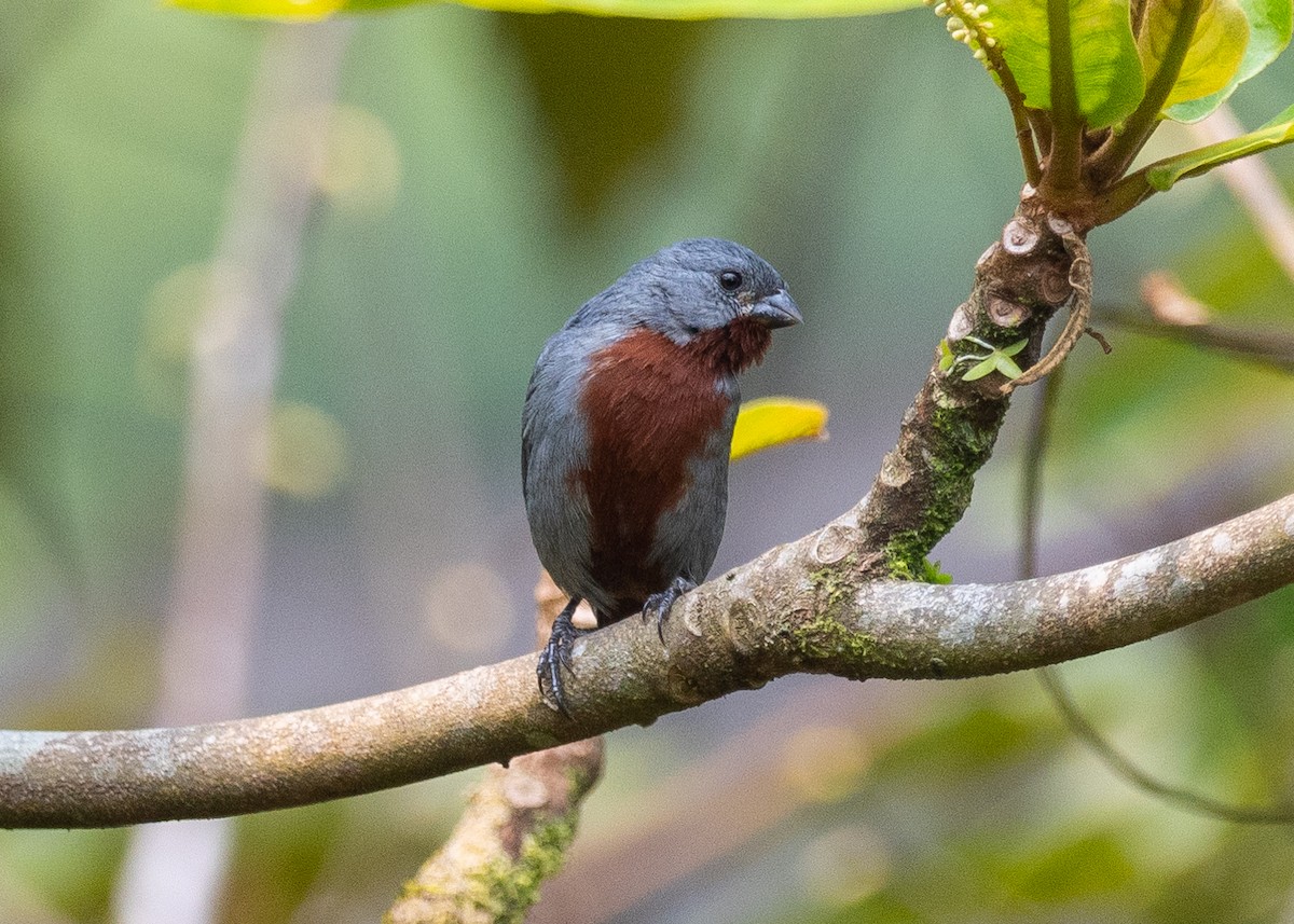 Chestnut-bellied Seedeater - Patrick Van Thull