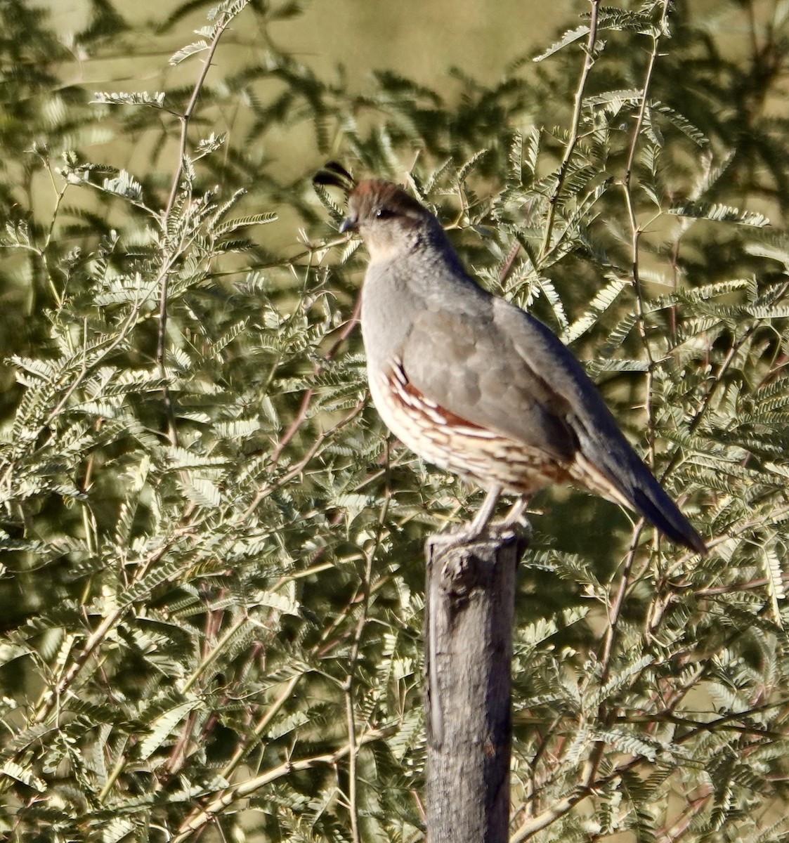 Gambel's Quail - ML624137586