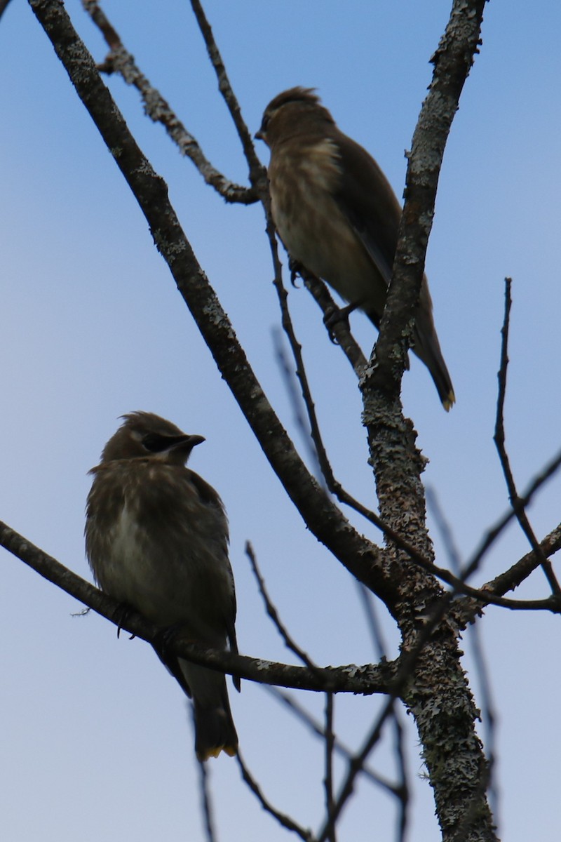 Cedar Waxwing - ML624137591