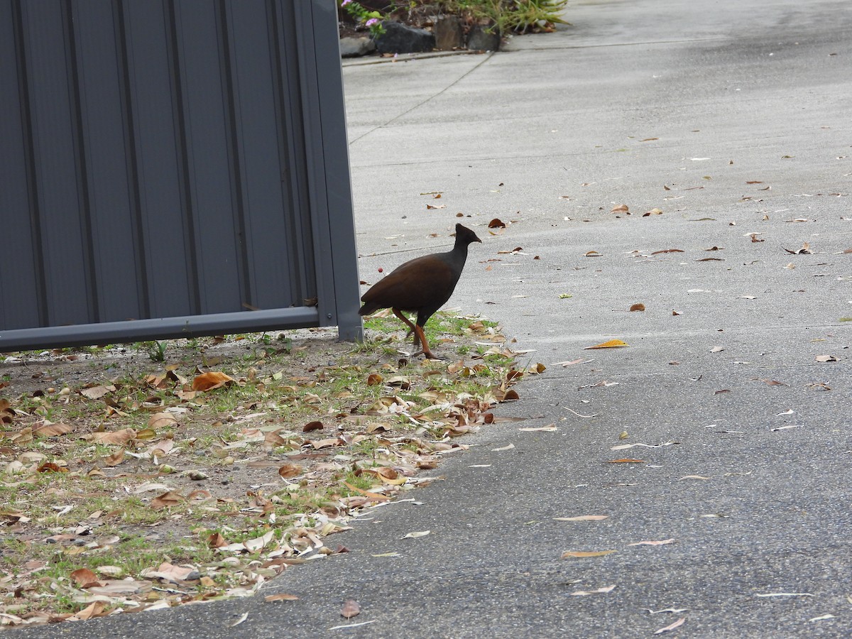 Orange-footed Megapode - ML624137599