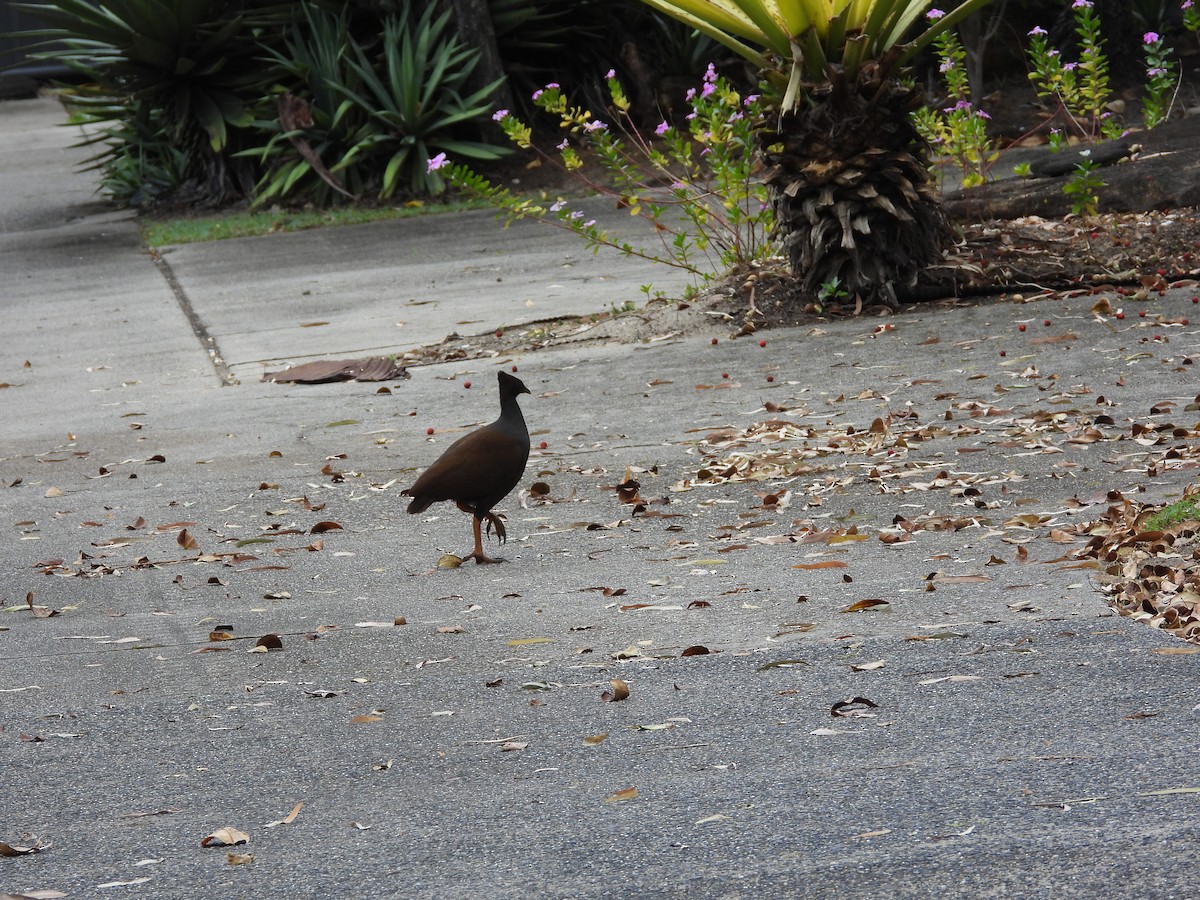 Orange-footed Megapode - ML624137601