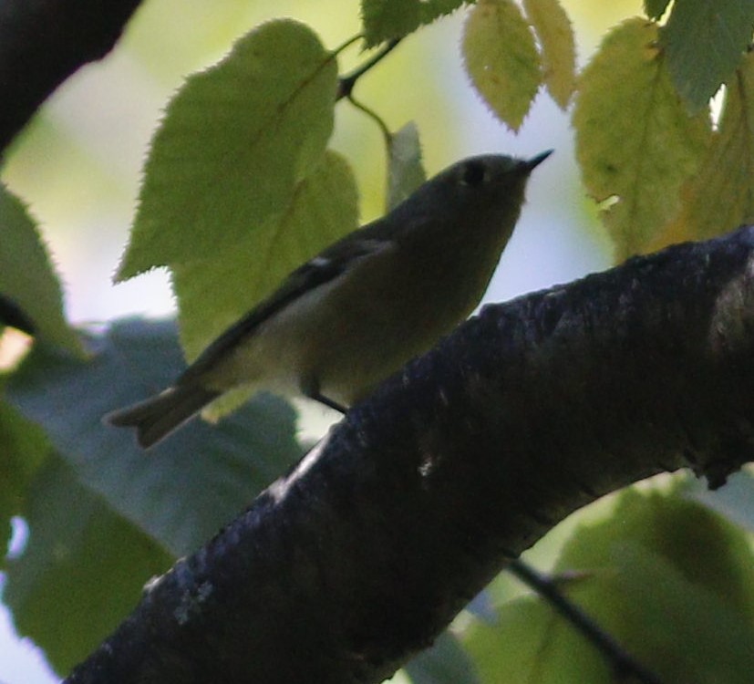 Ruby-crowned Kinglet - ML624137608