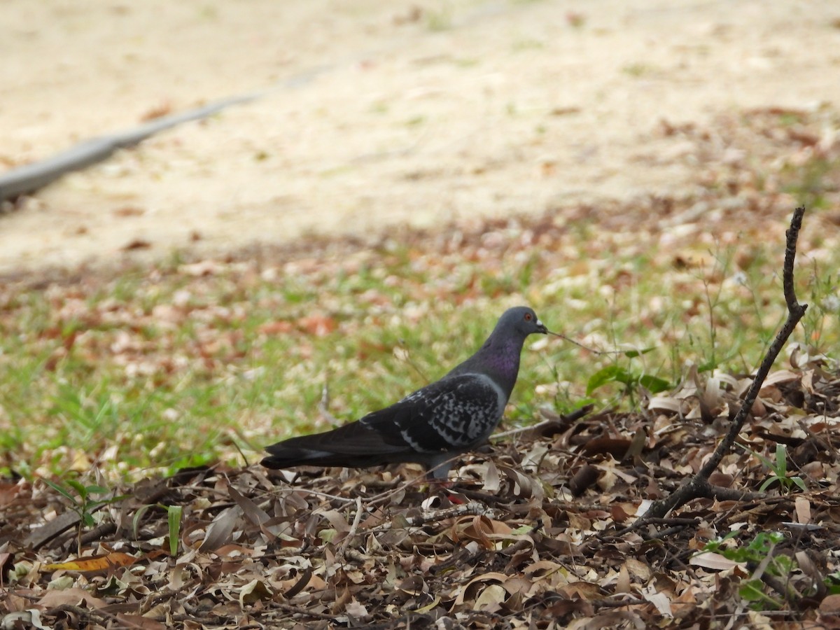 Rock Pigeon (Feral Pigeon) - ML624137618