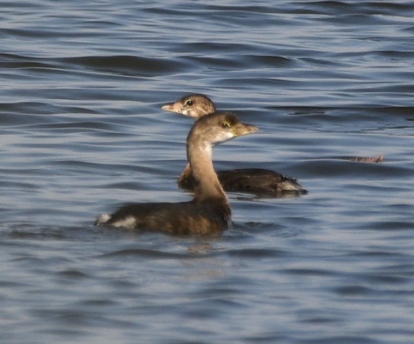 Pied-billed Grebe - ML624137619