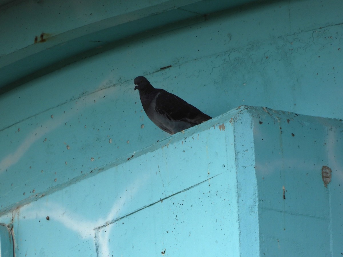 Rock Pigeon (Feral Pigeon) - ML624137622