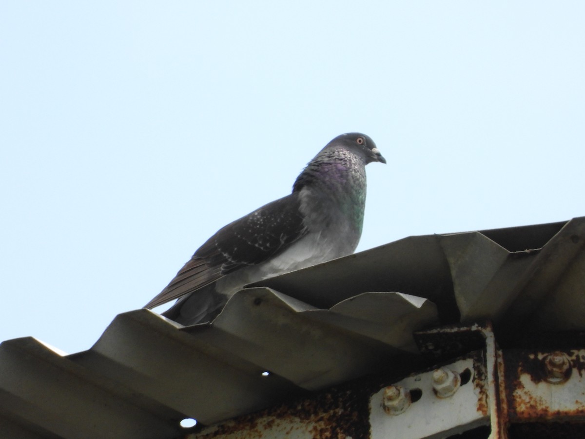 Rock Pigeon (Feral Pigeon) - Monica Mesch