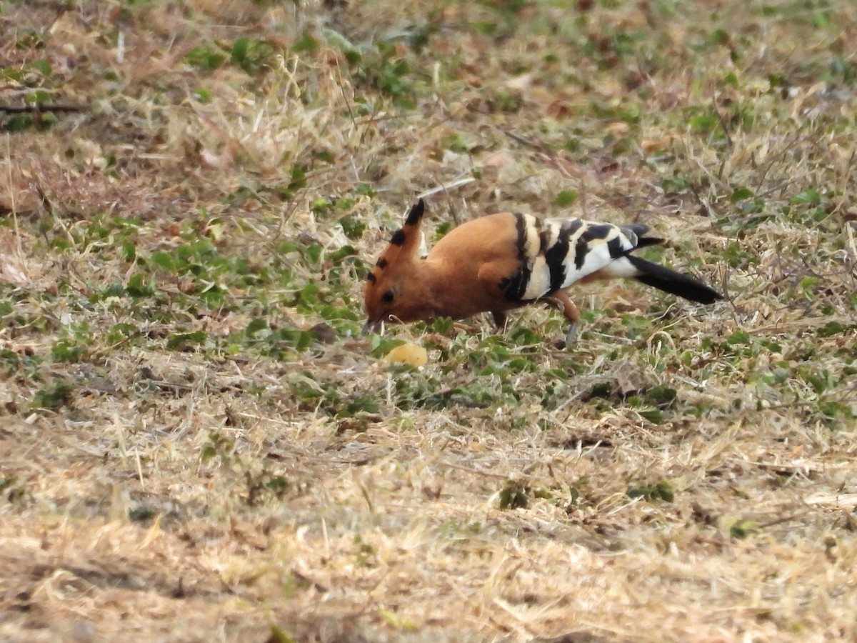 Eurasian Hoopoe (African) - ML624137628