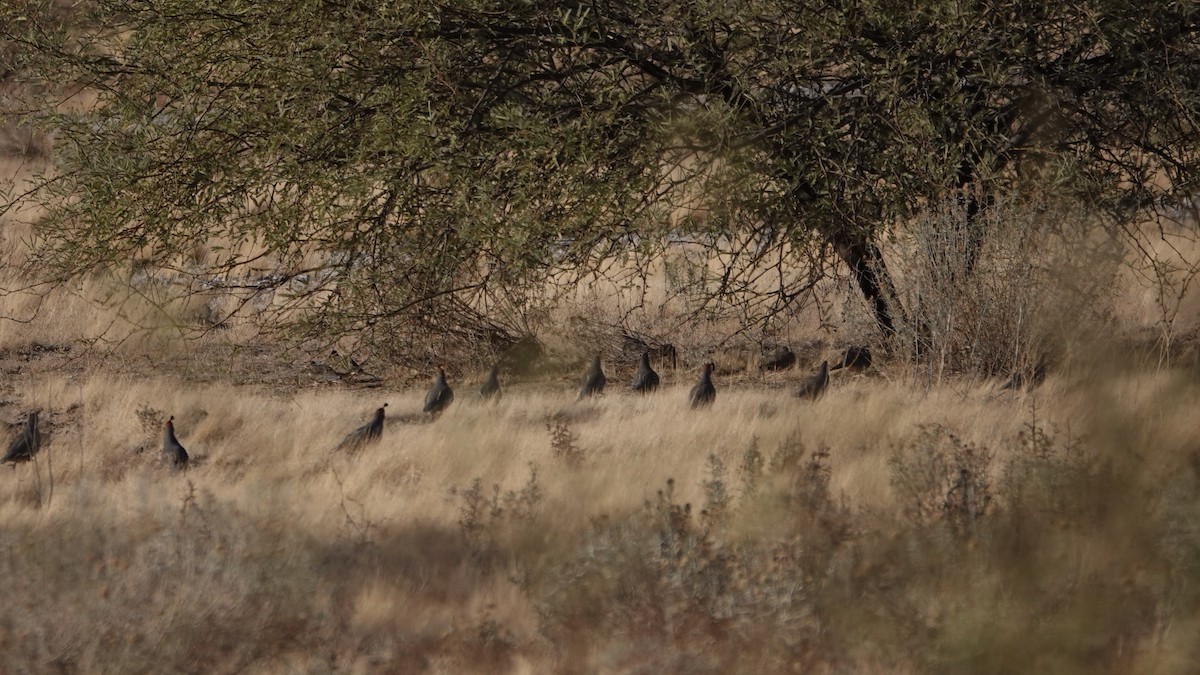 Gambel's Quail - ML624137631