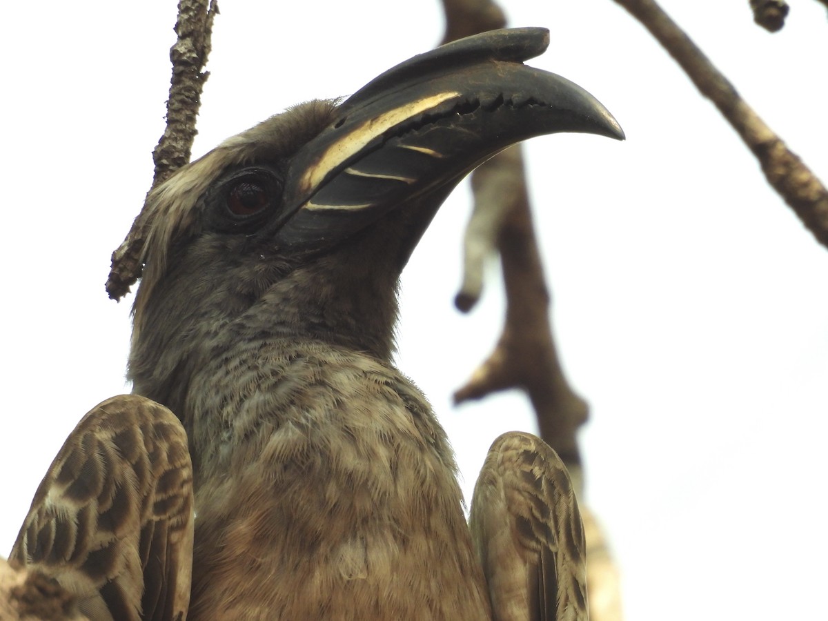 African Gray Hornbill - ML624137644