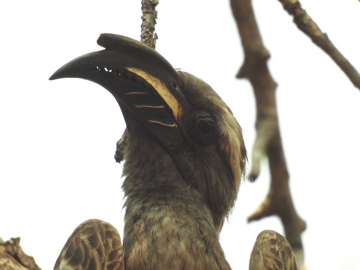 African Gray Hornbill - ML624137645