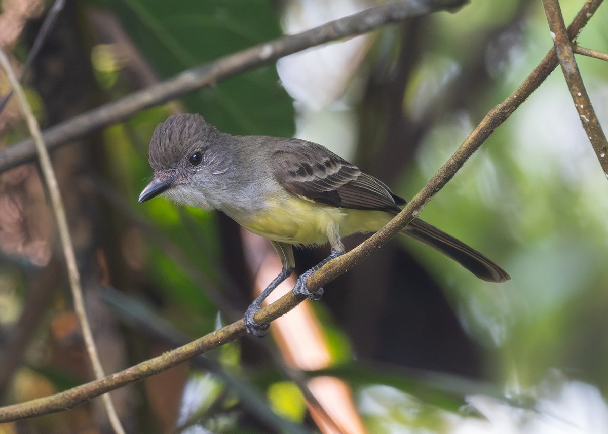 Short-crested Flycatcher - ML624137649