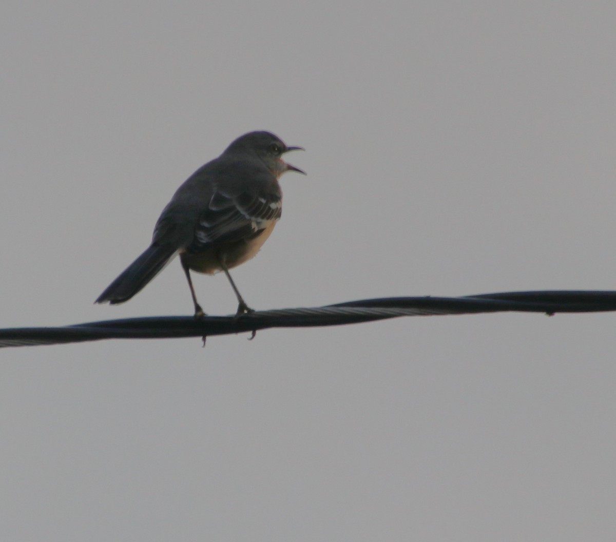 Northern Mockingbird - ML624137657