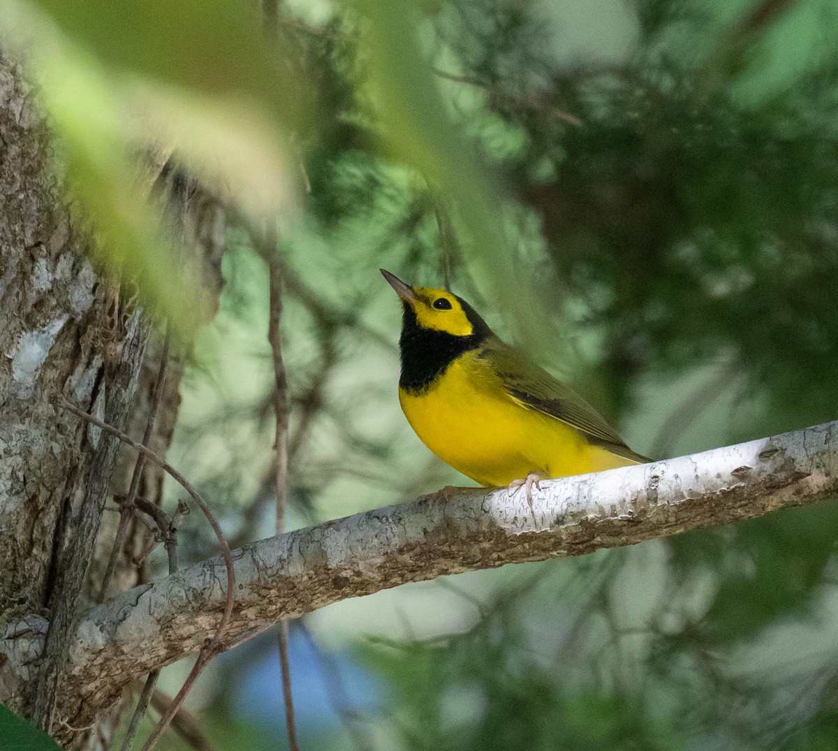 Hooded Warbler - ML624137668